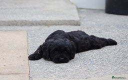 Cavapoo dogs for sale: Beautiful Cavapoo puppies for sale - Image 2