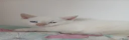 Mixed Breed cats for sale: Beautiful pair of kittens.  in Abergavenny - Advert 6