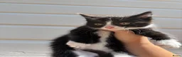 Mixed Breed cats for sale: Beautiful kittens  - Advert 4