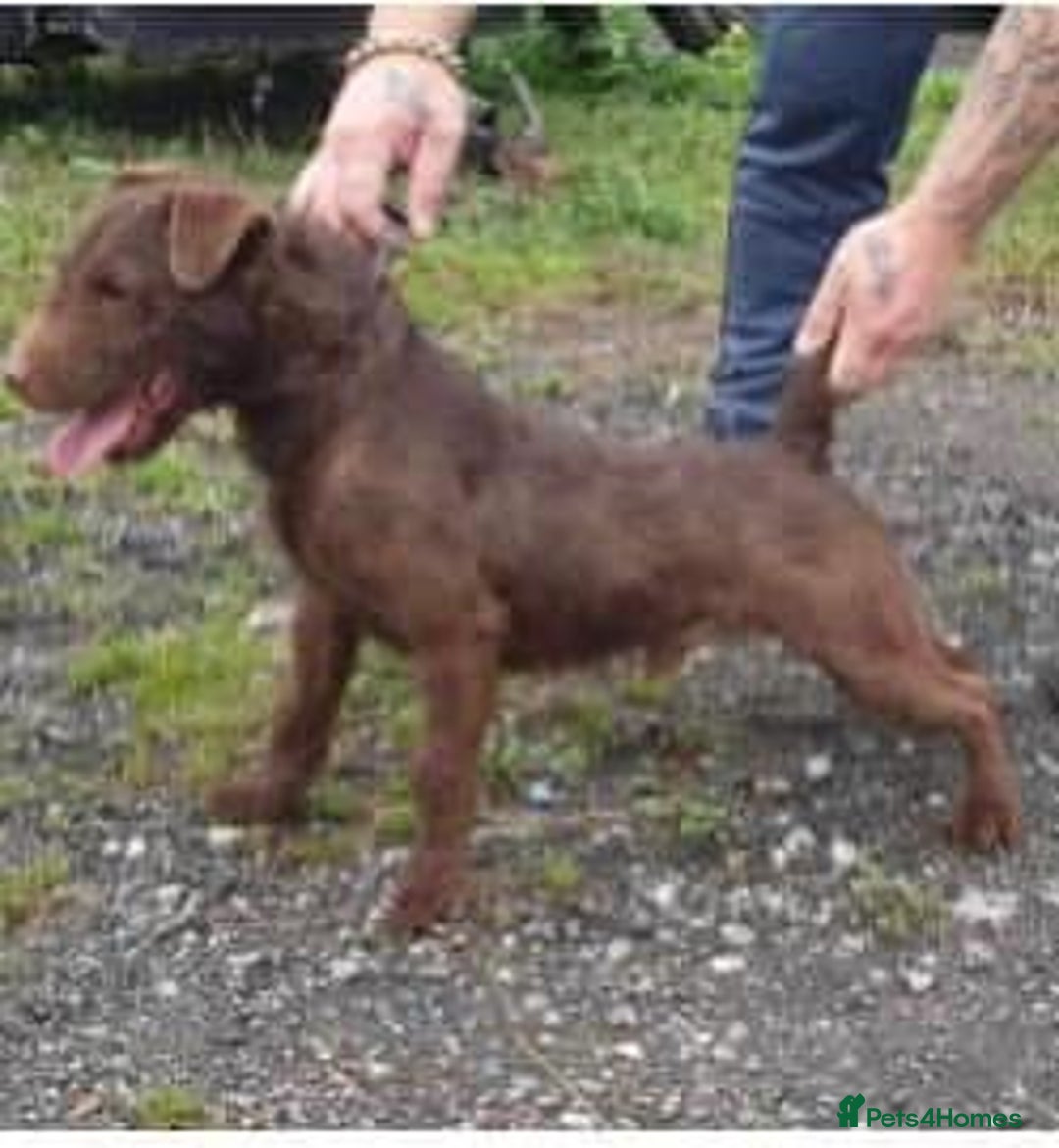 Patterdale Terrier dogs for stud: Chocolate patterdale in Stockport - Image 7