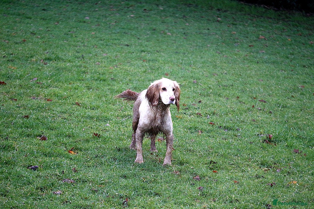 Cocker Spaniel dogs for sale: 2 female cocker spaniel  - Image 1