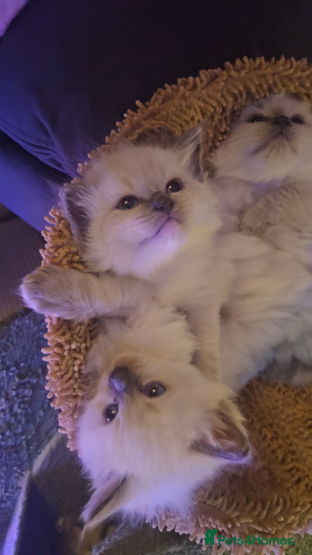 Ragdoll cats for sale: Ragdoll kittens for sale 💞 - Advert 6