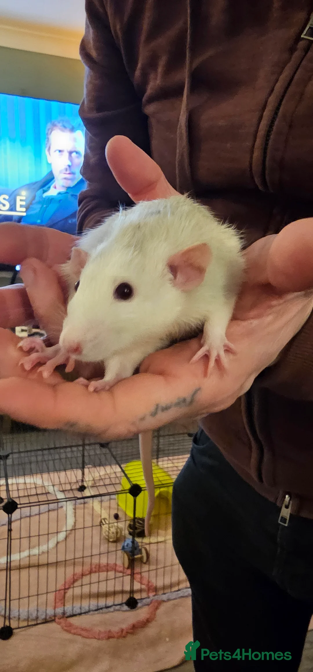 Rat rodents for sale: 3 male rats for re-homing - Advert 1