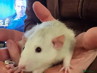 Rat rodents 3 male rats for re-homing - Advert 2