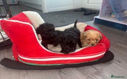 Cockapoo dogs for sale: Cockapoo puppies  - Image 4