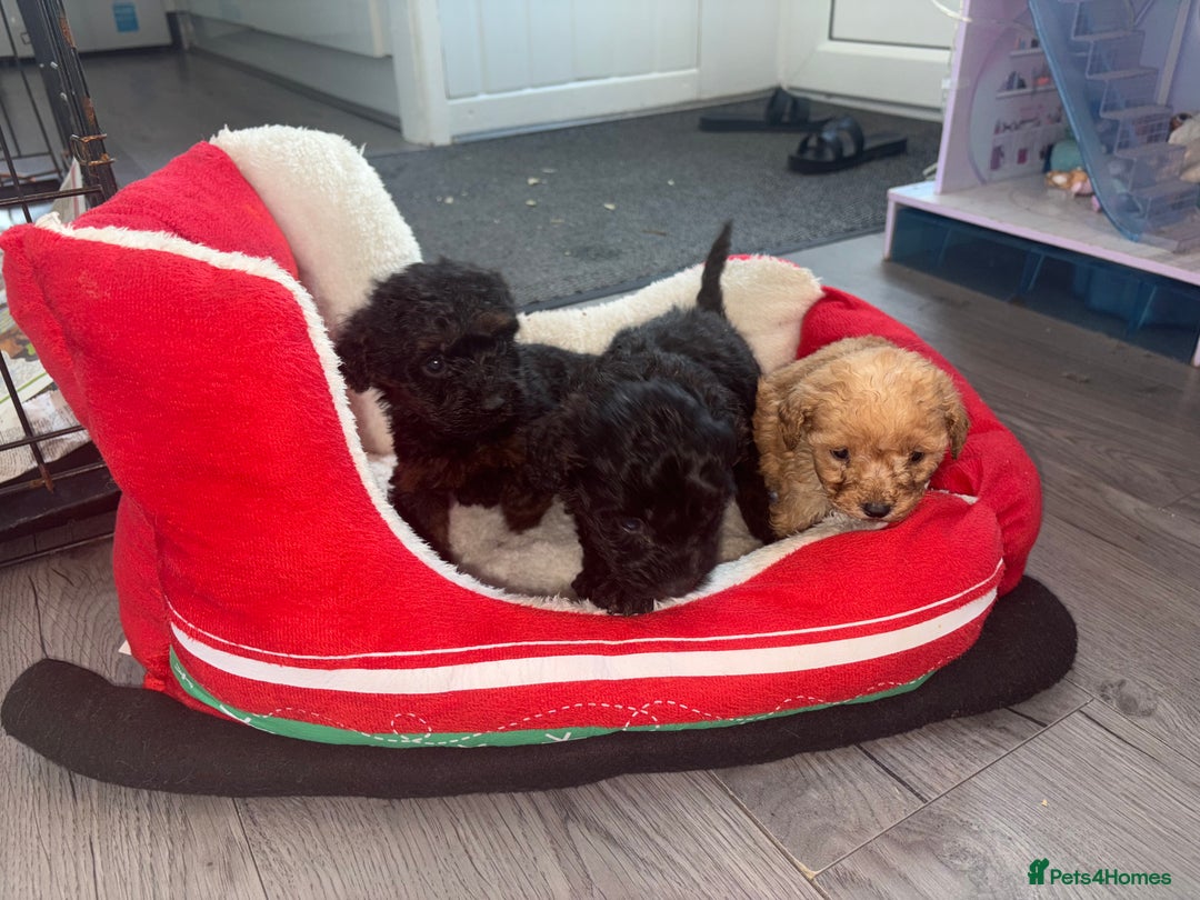 Cockapoo dogs for sale: Cockapoo puppies  - Image 4