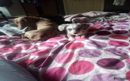 Mixed Breed dogs for sale: Miniature Dashound  - Advert 4