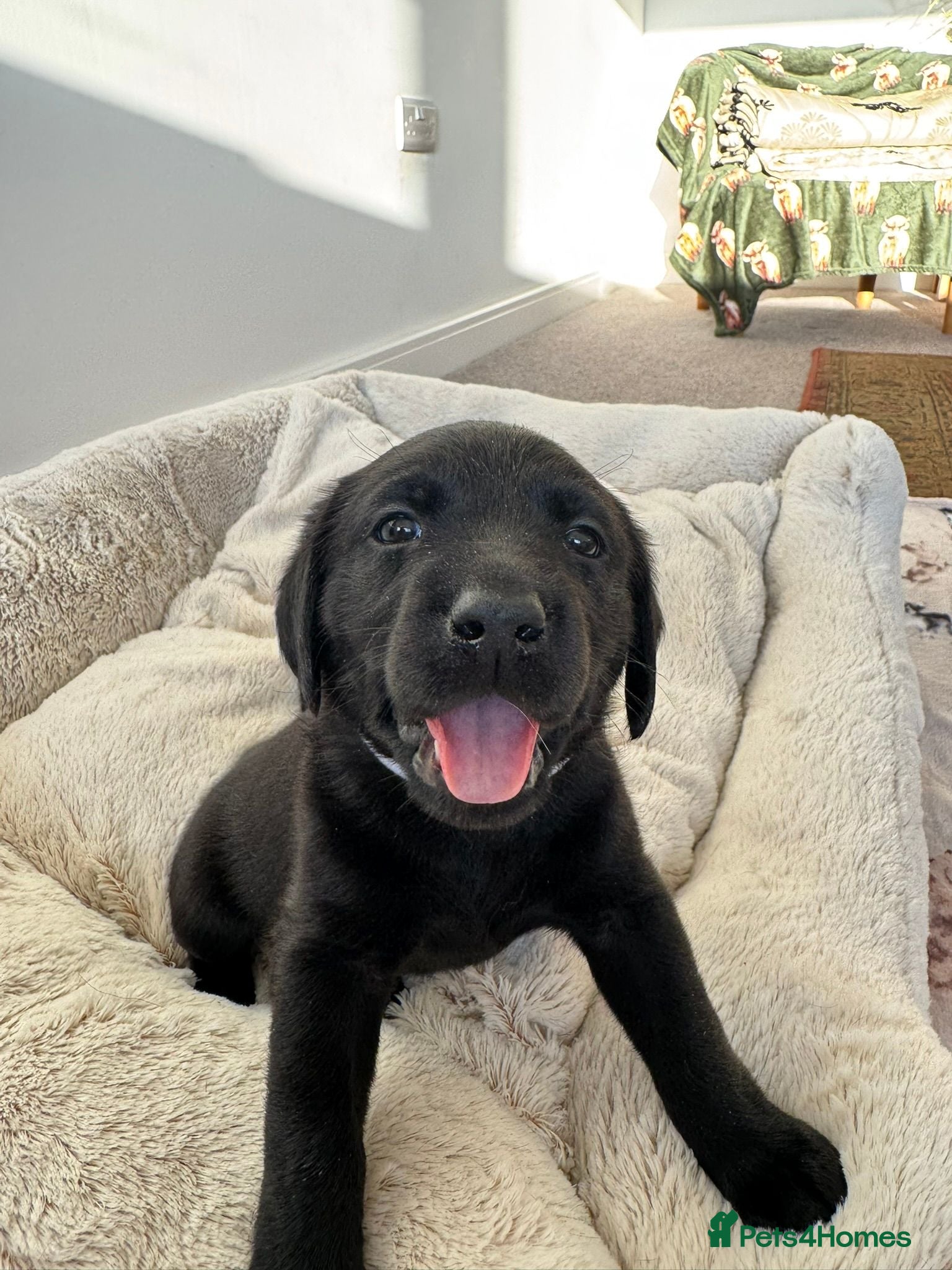 Labrador Retriever dogs Gorgeous 6-Week-Old Working Labrador Puppies - Advert 1