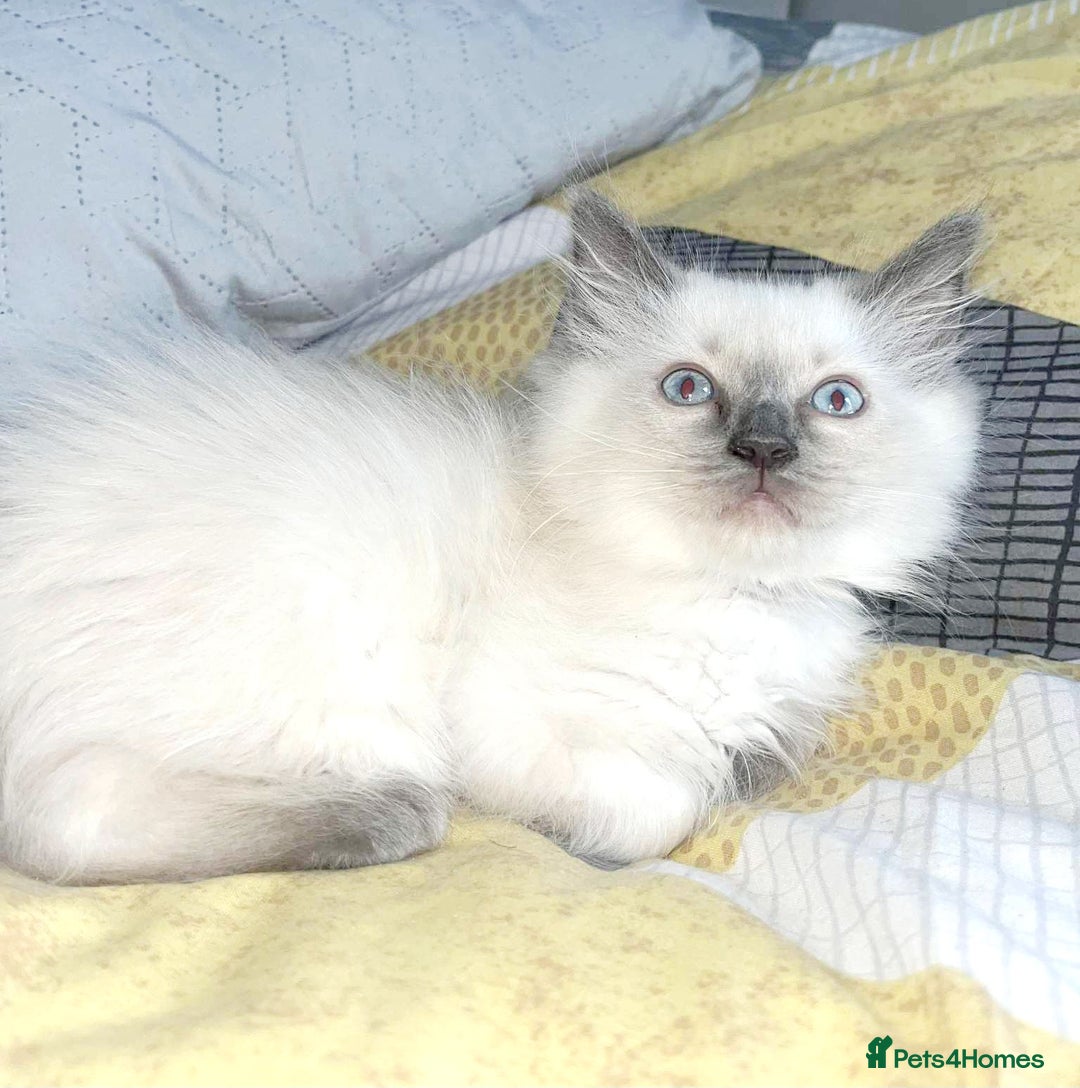 Ragdoll cats for sale: Pure Ragdoll kittens READY NOW!!! in Leicester - Image 17