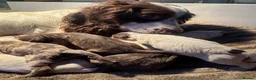 Sprocker dogs for sale: Beautiful Sprocker Puppies  - Advert 18