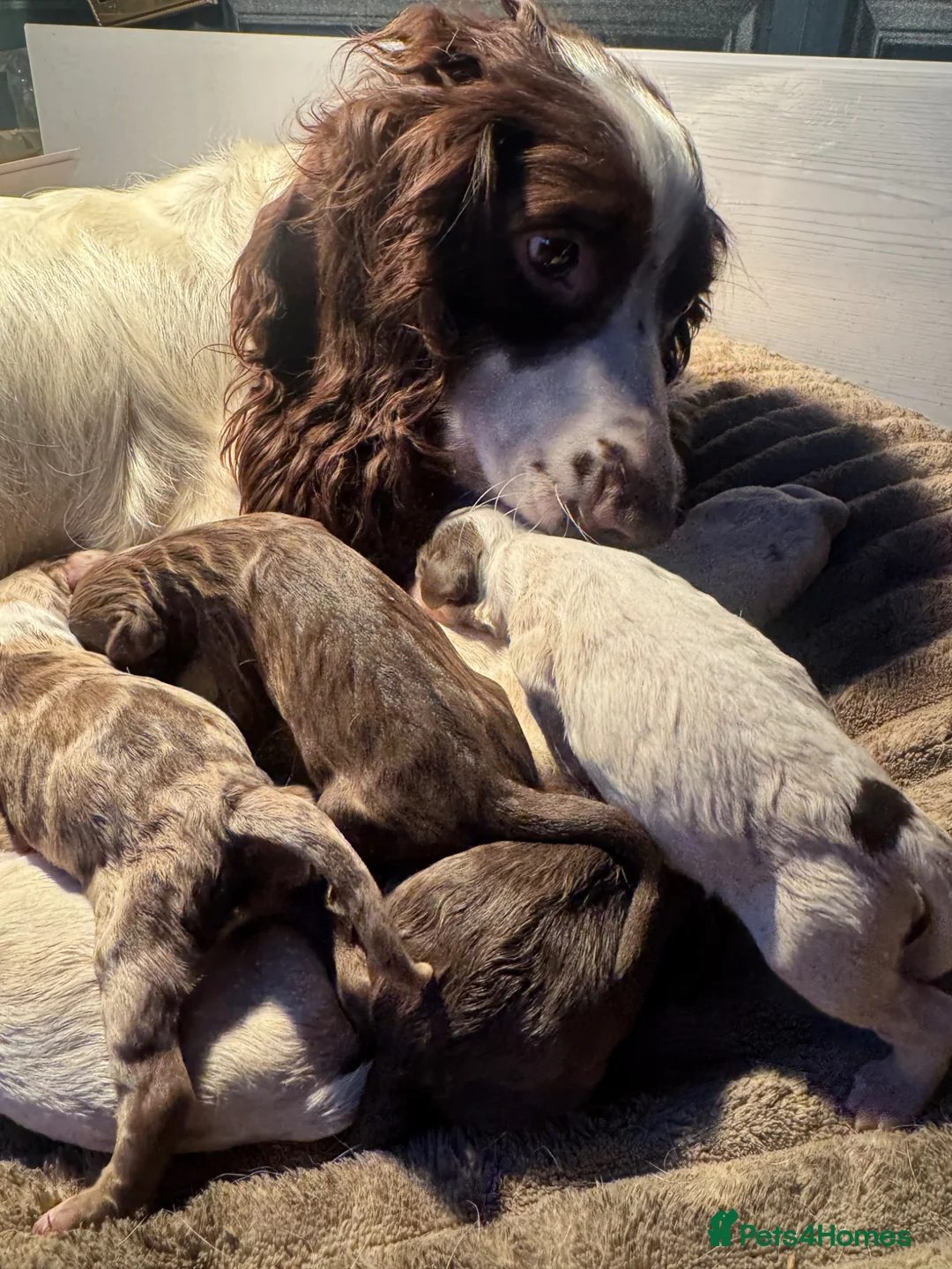 Sprocker dogs for sale: Beautiful Sprocker Puppies  - Advert 18