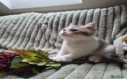 British Shorthair cats for sale: Lilac Golden and white boy  - Image 3