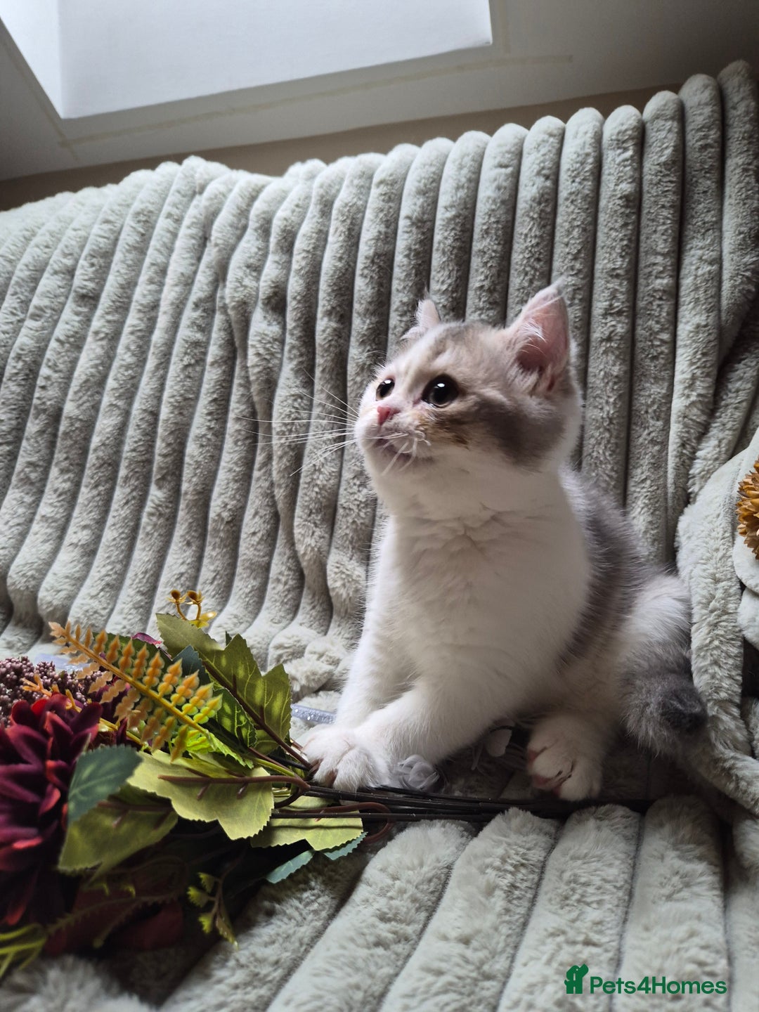 British Shorthair cats for sale: Lilac Golden and white boy  - Image 3