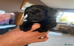 Cockapoo dogs for sale: Cockerpoo puppies Two Boys - Advert 2