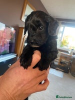 Cockapoo dogs Cockerpoo puppies Two Boys - Advert 1