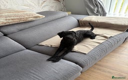 Toy Poodle dogs for sale: Toy Poodle  - Image 1