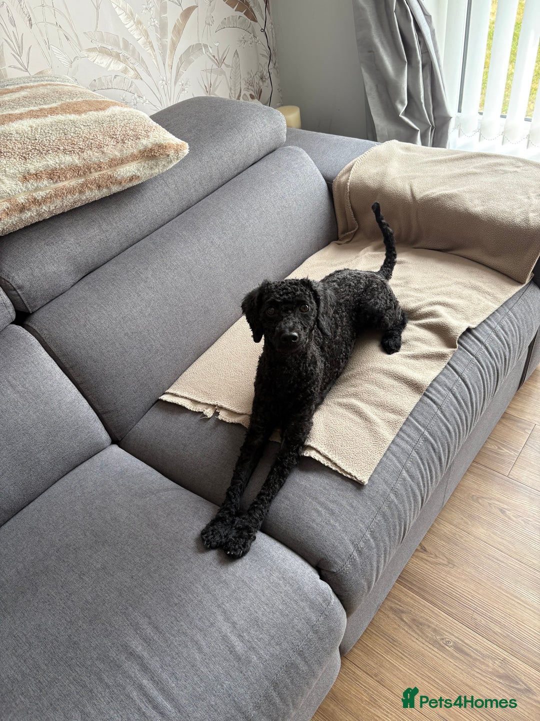Toy Poodle dogs for sale: Toy Poodle  - Image 1