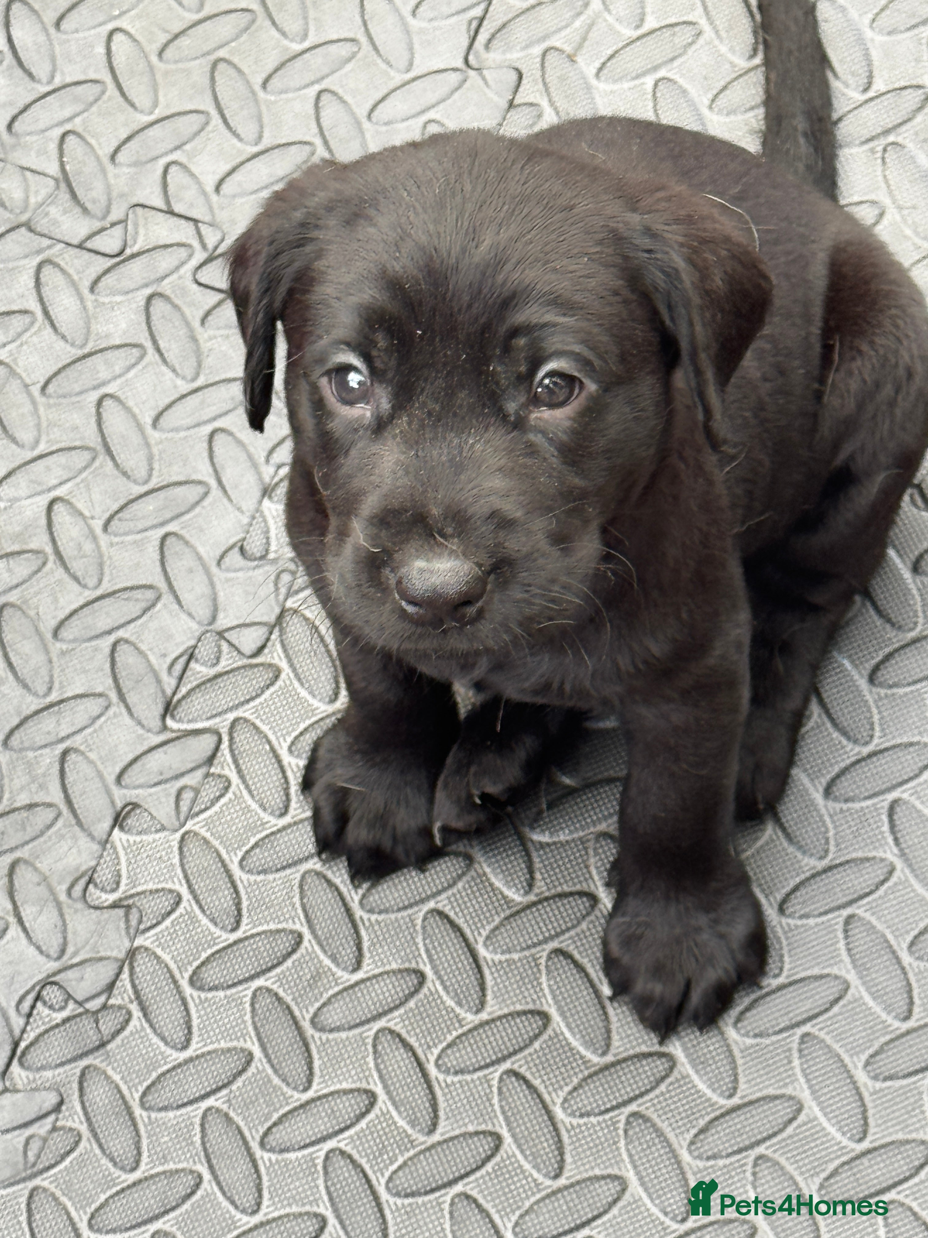 Labrador Retriever dogs Labrador puppies - Advert 2
