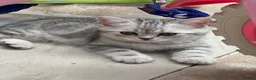 British Shorthair cats for sale: British Shorthair Kittens  - Advert 4