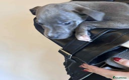 Staffordshire Bull Terrier dogs for sale: Blue staffy pups - Image 4