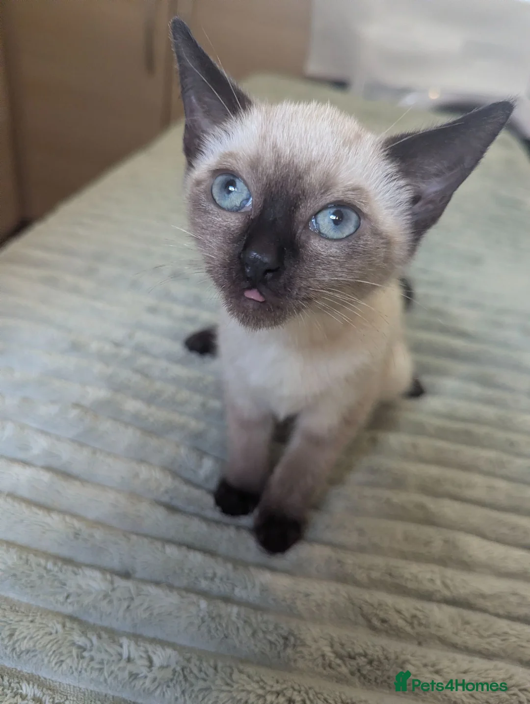Siamese cats for sale: Seal point Siamese - Advert 2