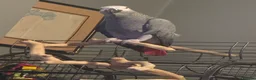 Parrots birds for sale: Reggie African Grey  in Crewe - Advert 2
