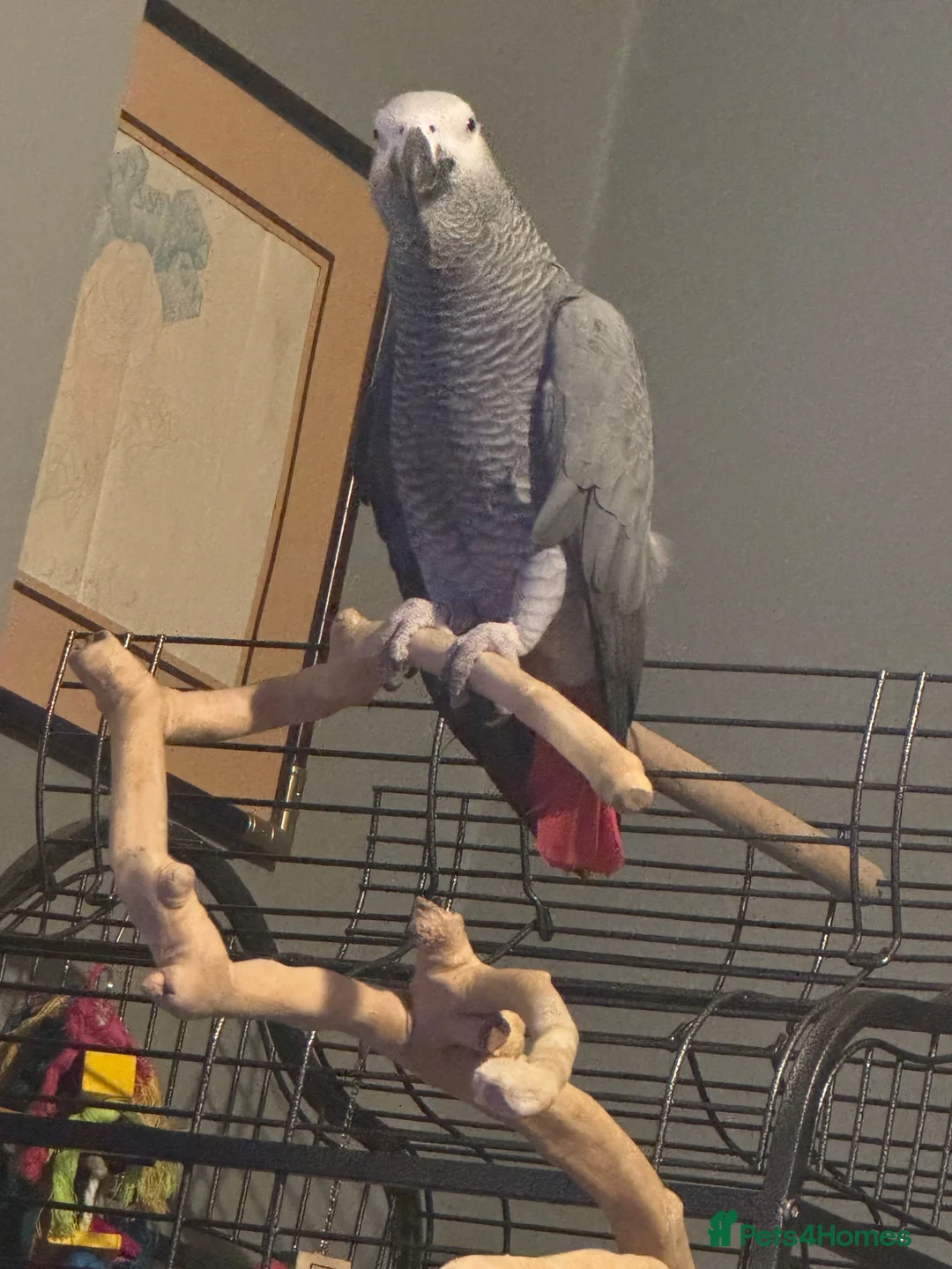 Parrots birds for sale: Reggie African Grey  in Crewe - Advert 2
