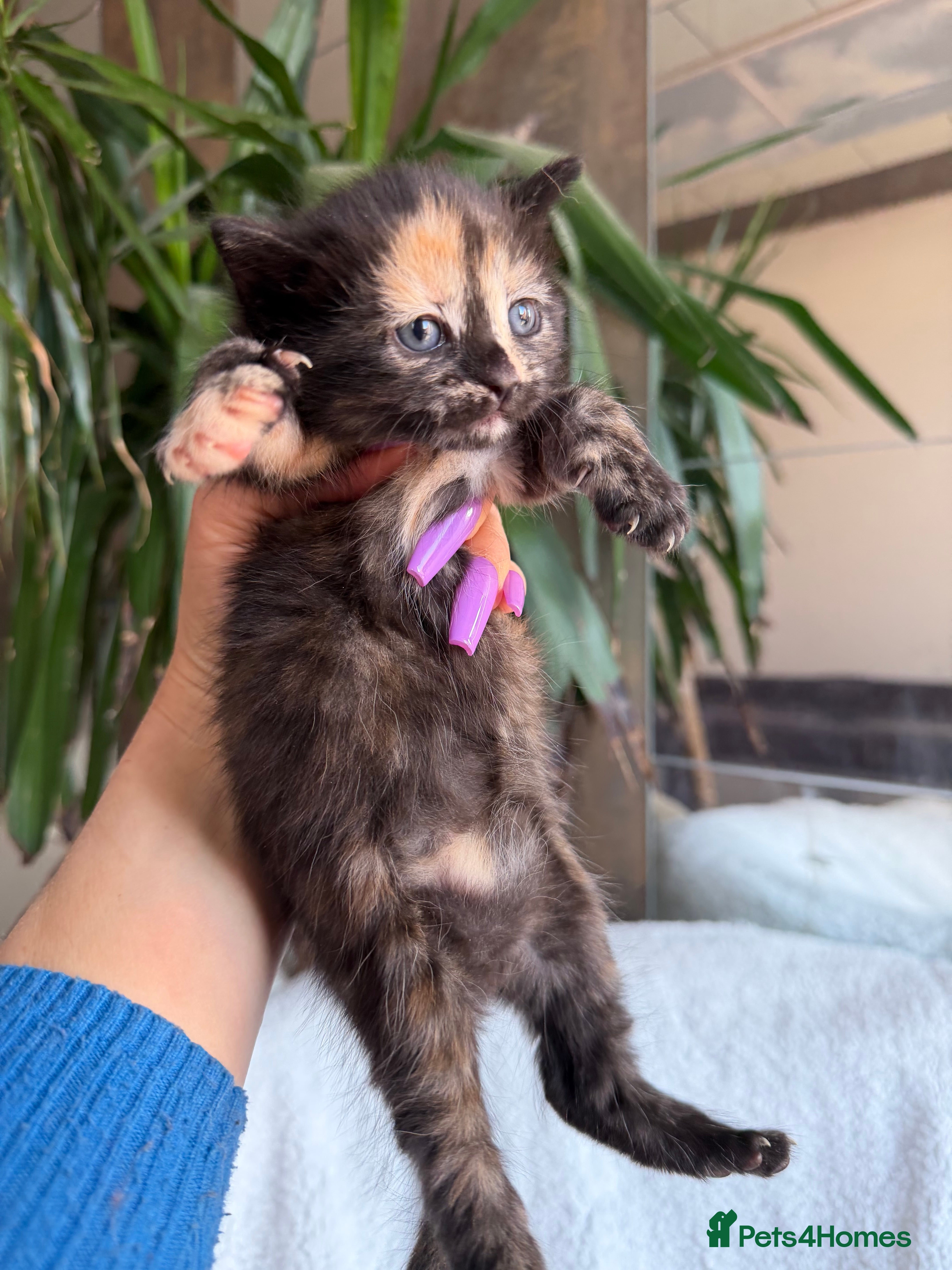 British Shorthair cats British Shorthair Kittens. Ready Now! - Advert 2