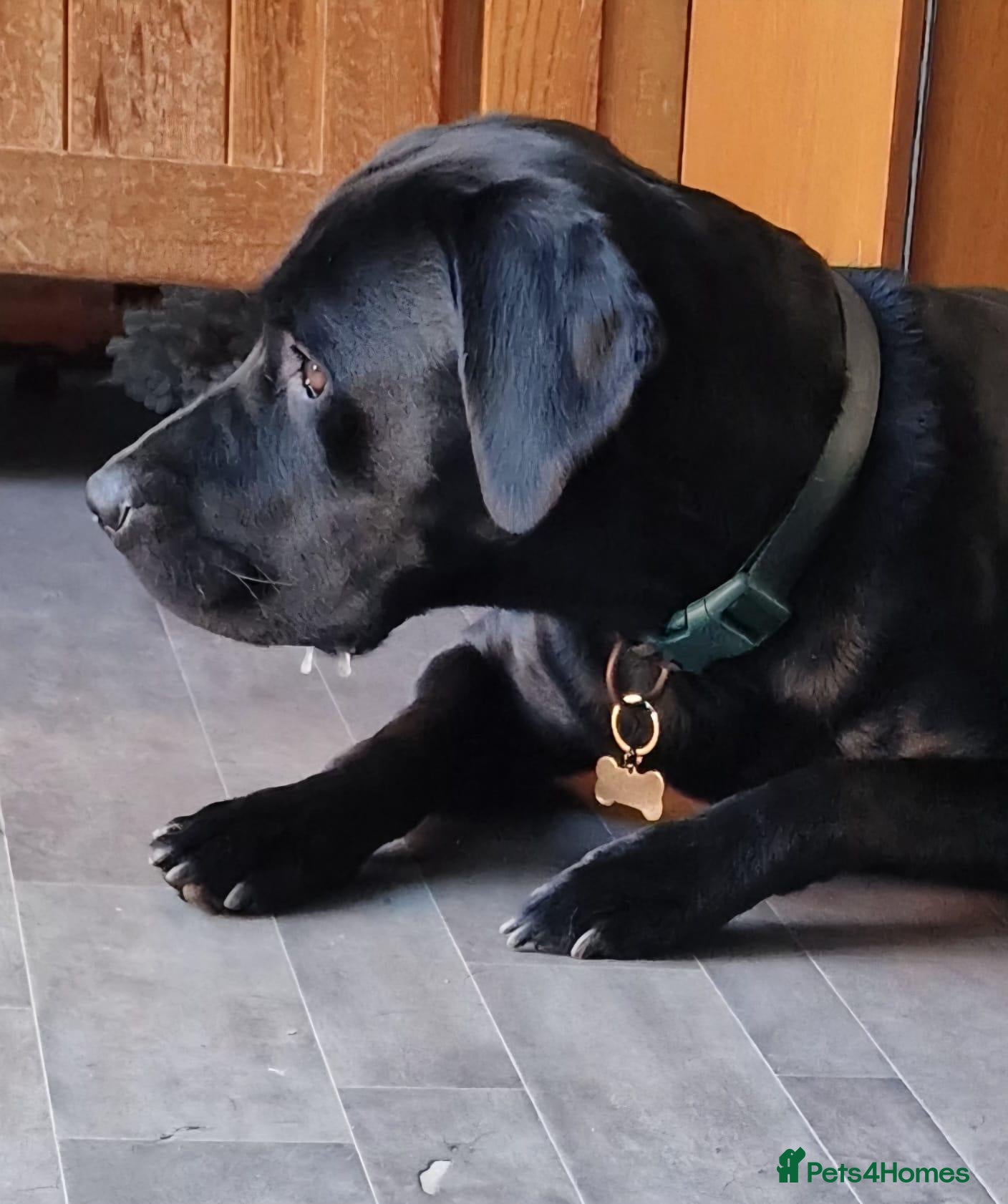 Labrador Retriever dogs Lunah my 2 year old black Labrador  - Advert 3