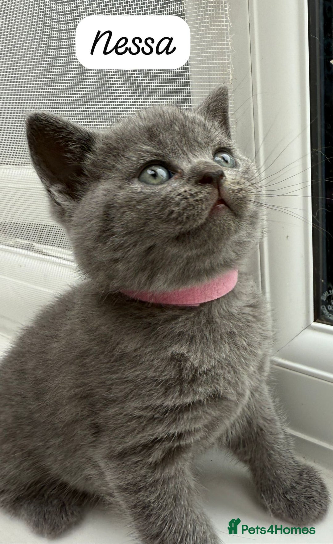 British Shorthair cats for sale: Beautiful Blue British shorthair kittens for sale - Image 5