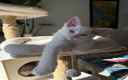 Ragdoll cats for sale: Pedigree Point Ragdoll kittens  - Image 2