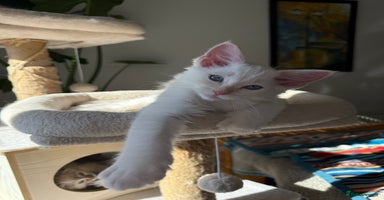 Ragdoll cats - Advert 10