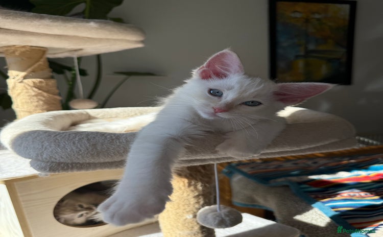 Ragdoll cats - Advert 19
