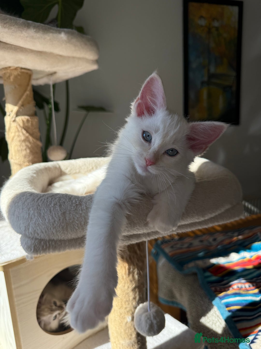 Ragdoll cats for sale: Pedigree Point Ragdoll kittens  - Image 2