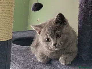 British Shorthair cats *GCCF Registered Babies, Ready Now* - Advert 5