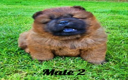 Chow Chow dogs for sale: Crufts Best of Breed pedigree  - Image 4