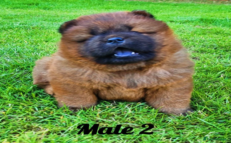 Chow Chow dogs - Advert 1