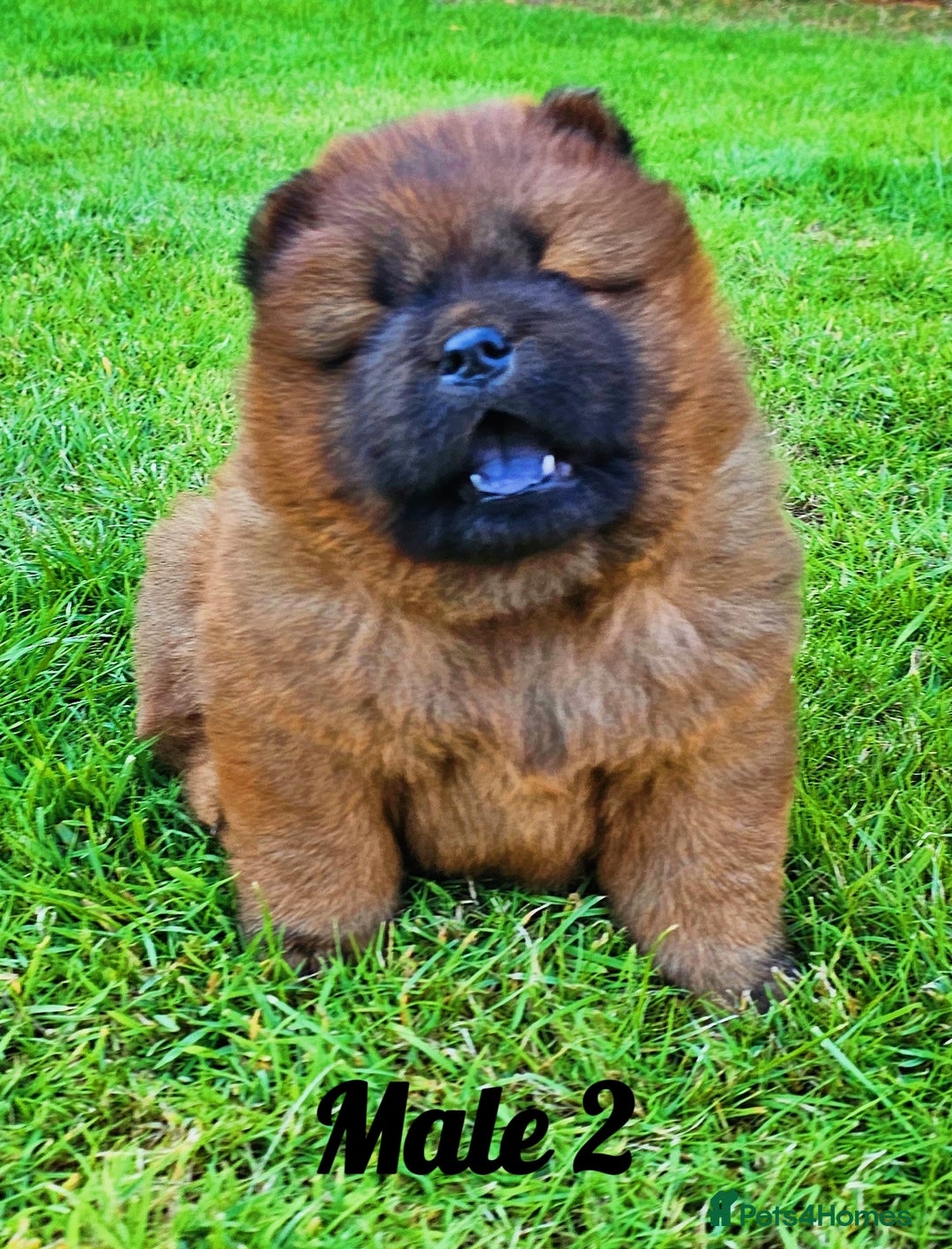 Chow Chow dogs for sale: Crufts Best of Breed pedigree  - Image 4