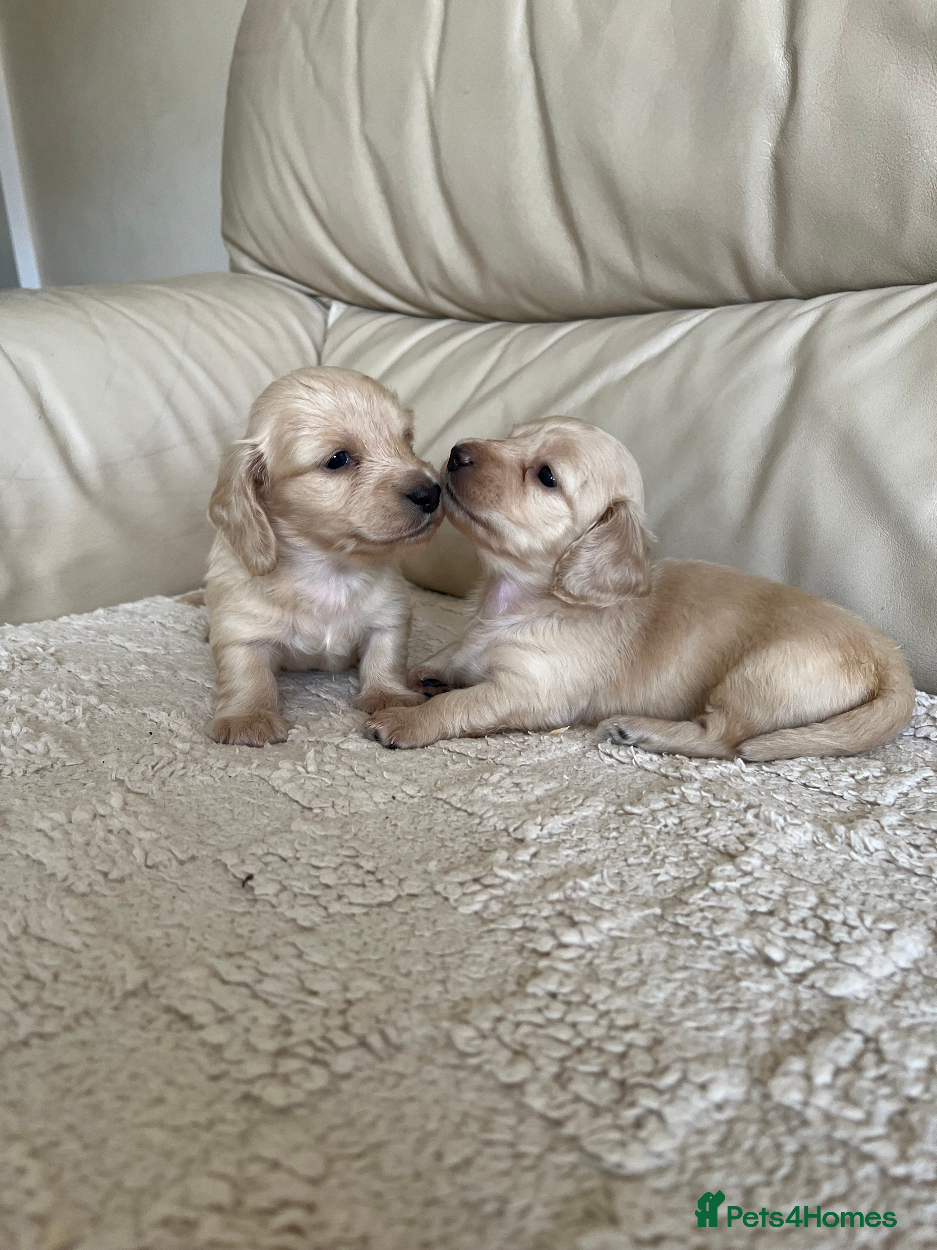 Miniature Dachshund dogs English cream long haired Dachshund puppies  in Guildford - Advert 1