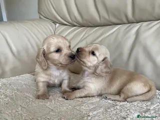 Miniature Dachshund dogs English cream long haired Dachshund puppies in Guildford - Advert 2