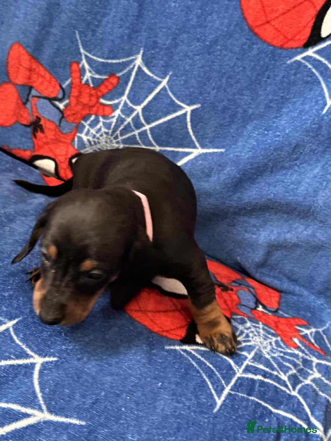 Miniature Dachshund dogs for sale: Miniature dachshund  - Advert 26