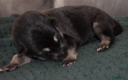 Shepsky dogs for sale: German shepherd x husky puppies - Image 20