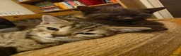 Mixed Breed cats for sale: Mixed race kittens in Uxbridge - Advert 8