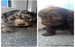 Cockapoo dogs for sale: 5 beautiful cockapoos! ONLY 2 LEFT  - Image 1
