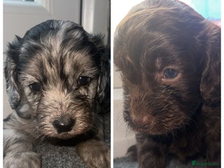 Cockapoo dogs - Advert 27