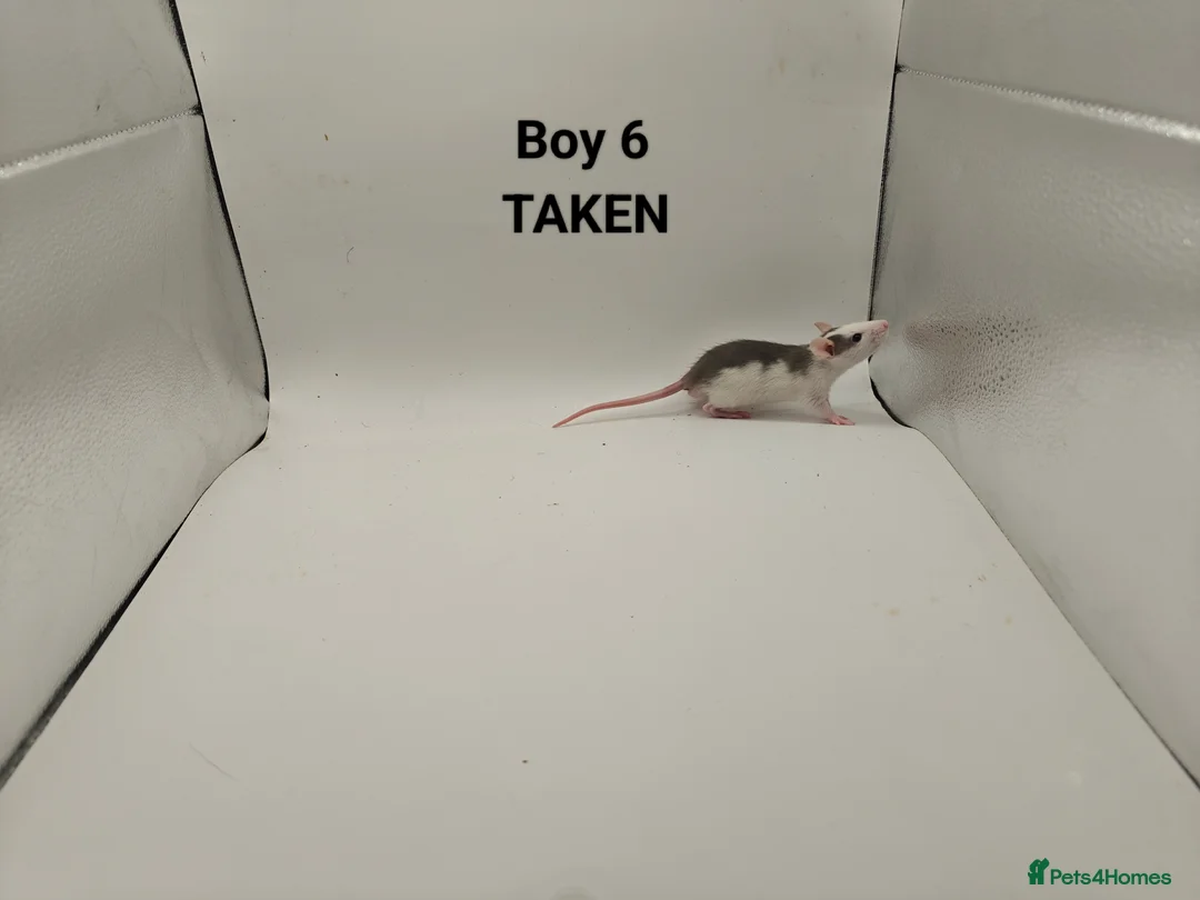 Rat rodents for sale: DEC: 24 Rats (3 Rats: 3 Boys Left) - Advert 7