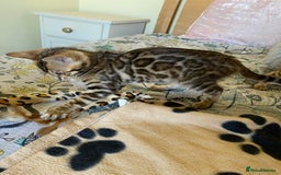 Bengal cats for sale: Beautiful 💜 Health tested TICA Bengal kittens  - Image 7