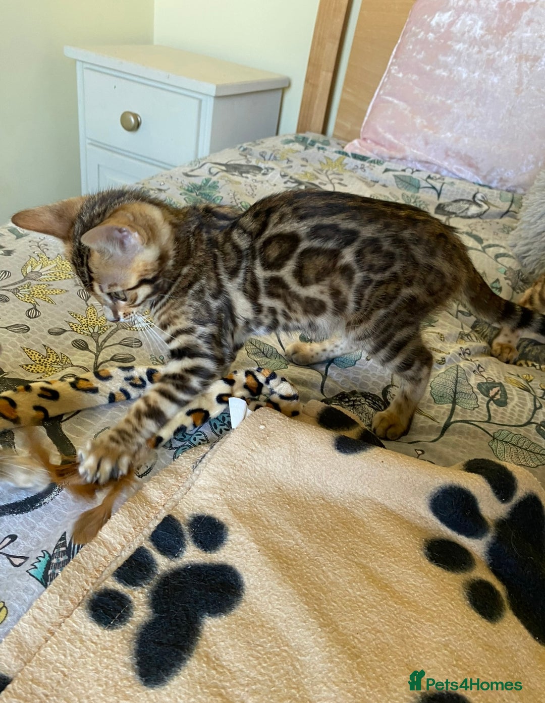 Bengal cats for sale: Beautiful 💜 Health tested TICA Bengal kittens  - Image 7