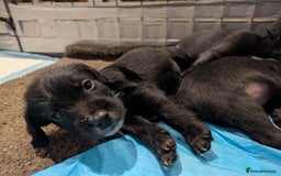 Mixed Breed dogs for sale: Stunning Puppies Ready to go 10 November - Image 14