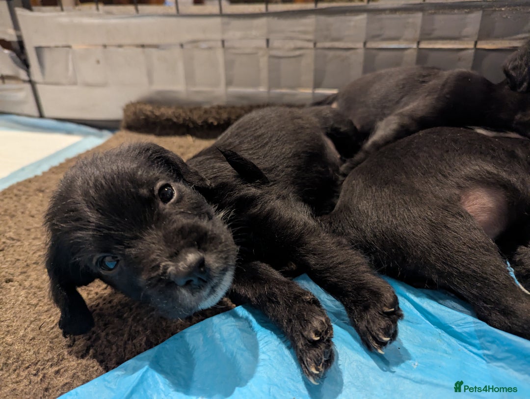 Mixed Breed dogs for sale: Stunning Puppies Ready to go 10 November - Image 14